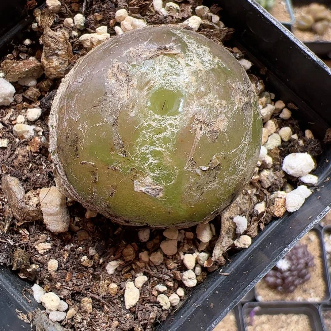【闪购商品】162 福利超大灯泡3.8cm