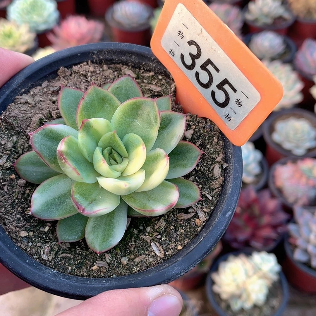佛***R355号多肉植物盆栽