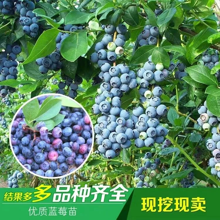 蓝莓盆栽苗蓝莓苗基地直发薄雾花香优瑞卡盆栽地栽