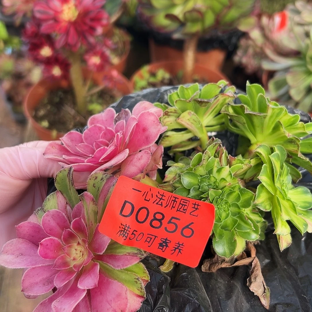 多肉植物多肉植物0856