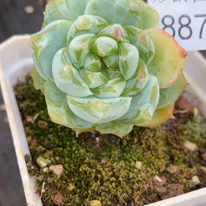 薄***@8877杂交老桩基地～4厘米