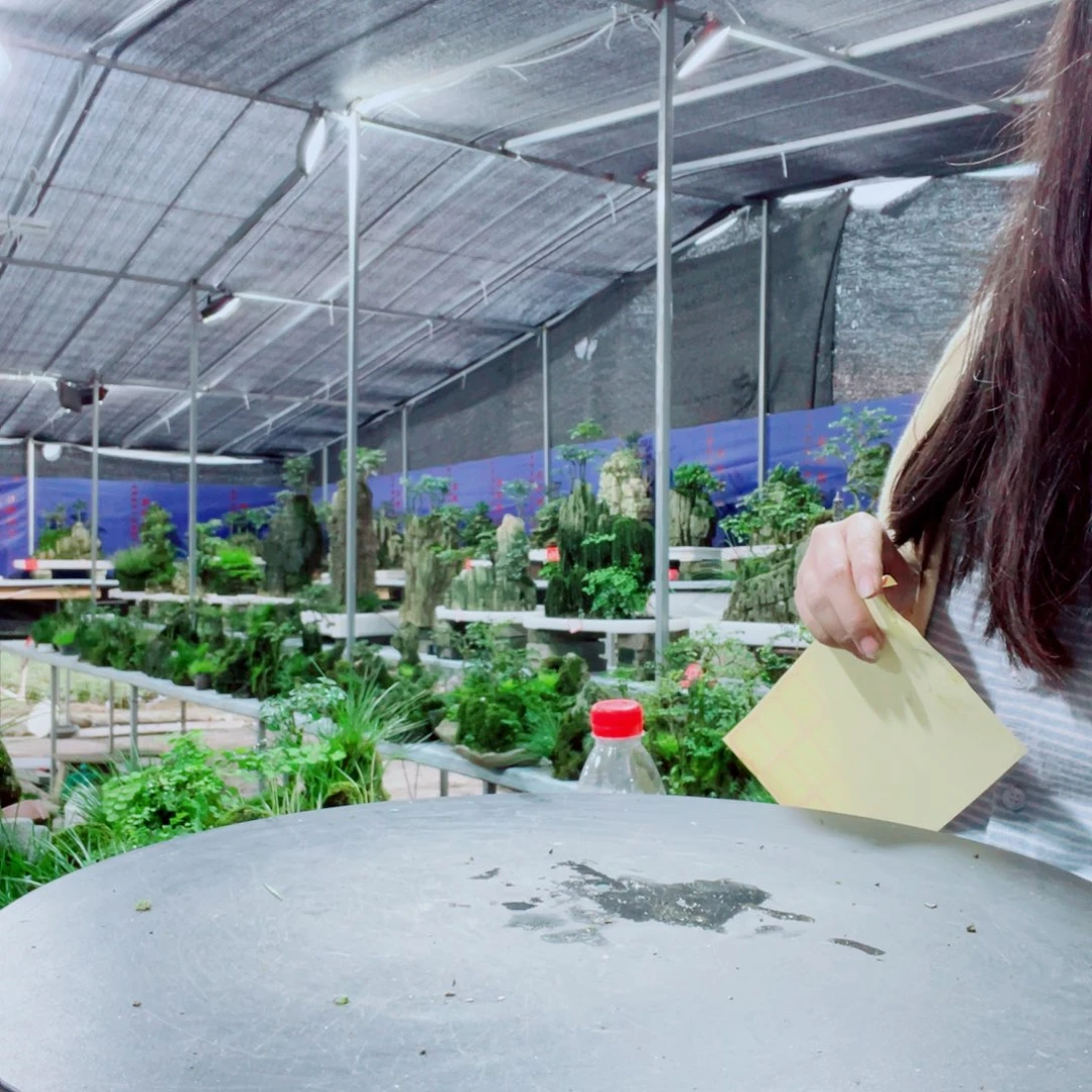 @***@当前无花栽培后可以开花