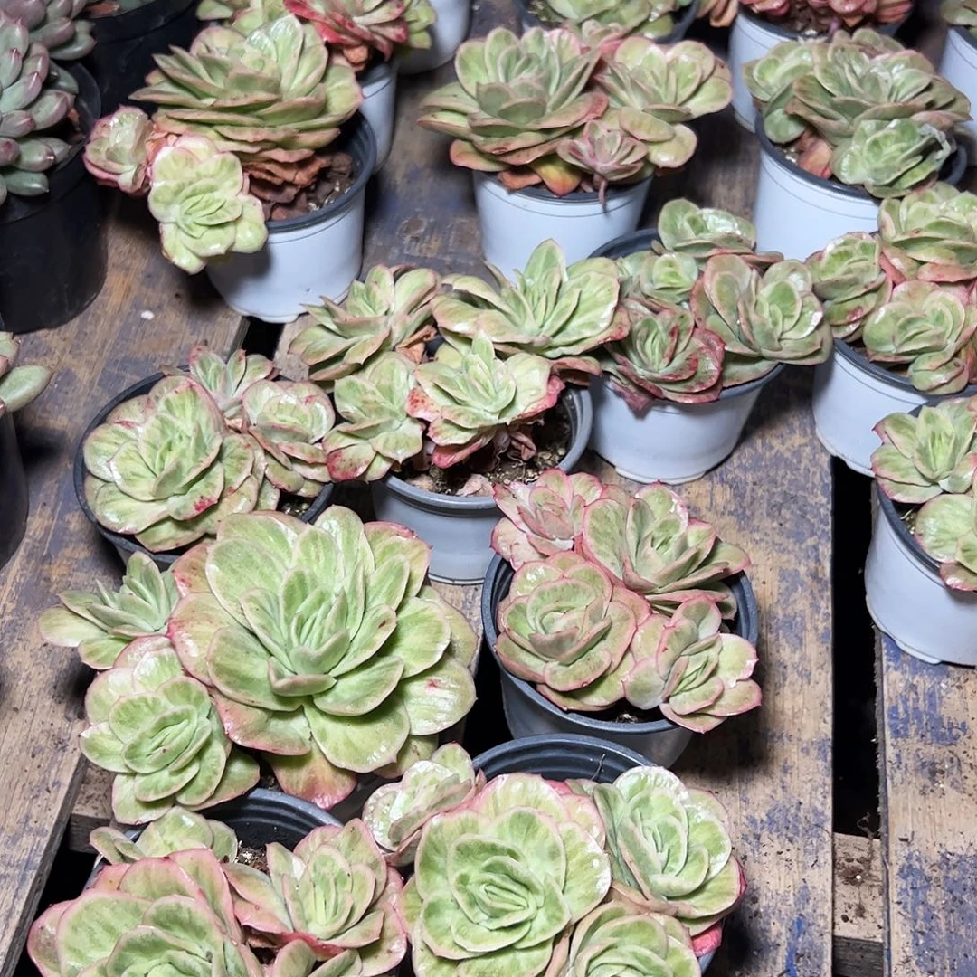 冰玫瑰锦三头起发三颗套餐