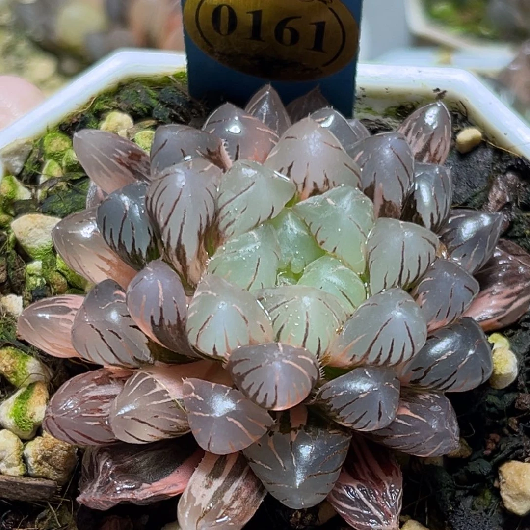 豪***?恭喜发财大吉大利0130