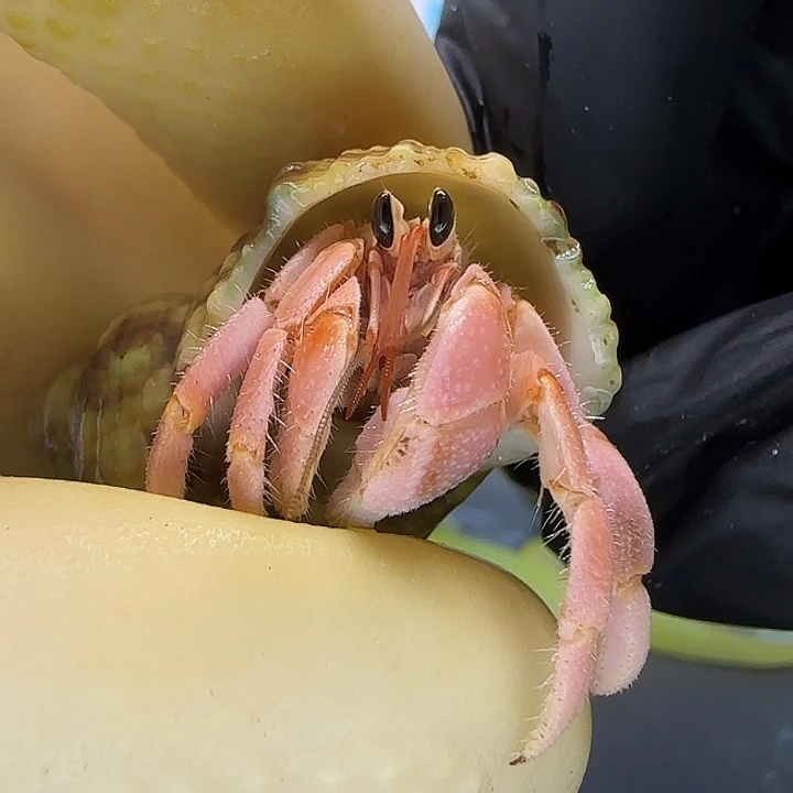 A2嫩粉干净灰白1.2cm口径