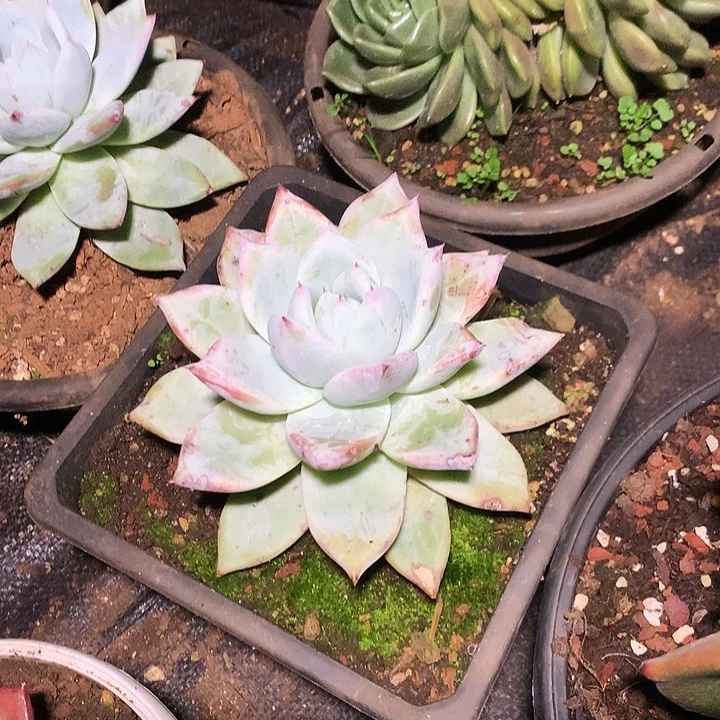 美肉特价活动开始啦