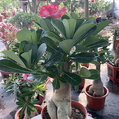 【闪购商品】无花朵蒲*