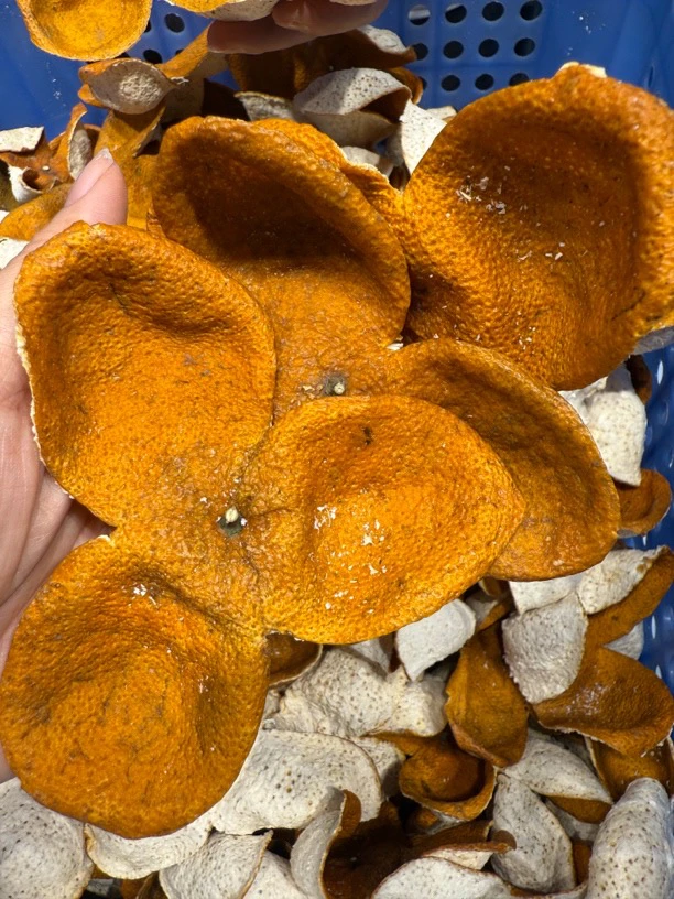 2024梅江原枝大红鲜果皮核心产区新会陈皮果香陈皮自然生晒更地道