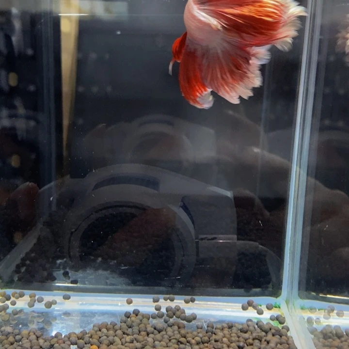 斗鱼晴*天416巨斗巨斗