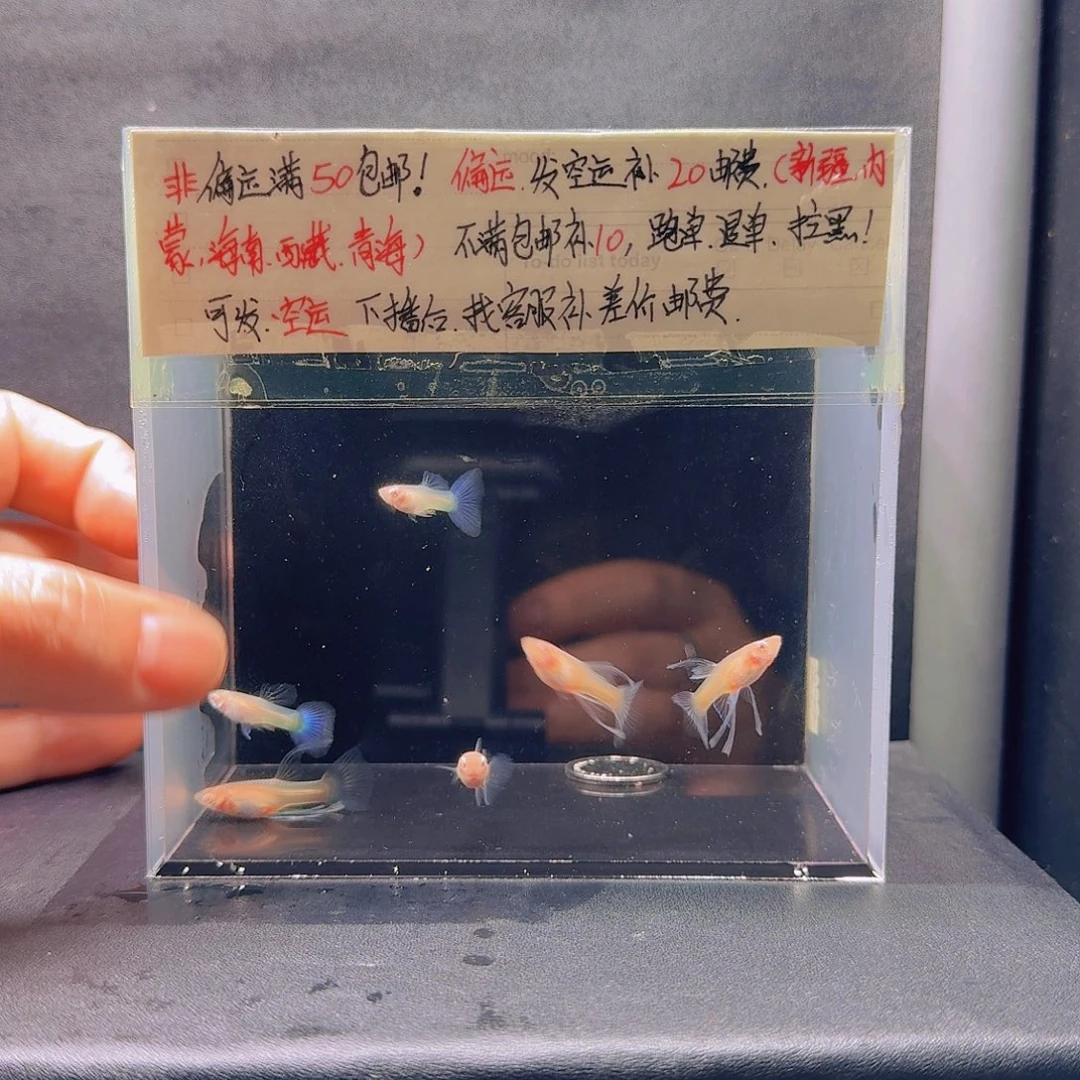 孔雀鱼练手天空蓝6条