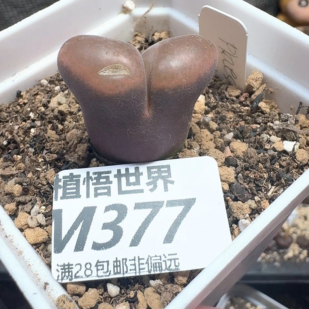 多肉植物的润泽和