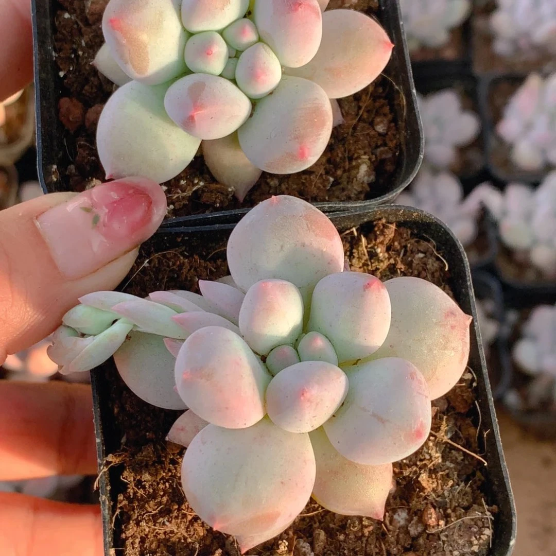 （满6.66包邮）所罗门 5cm网图实物以为准