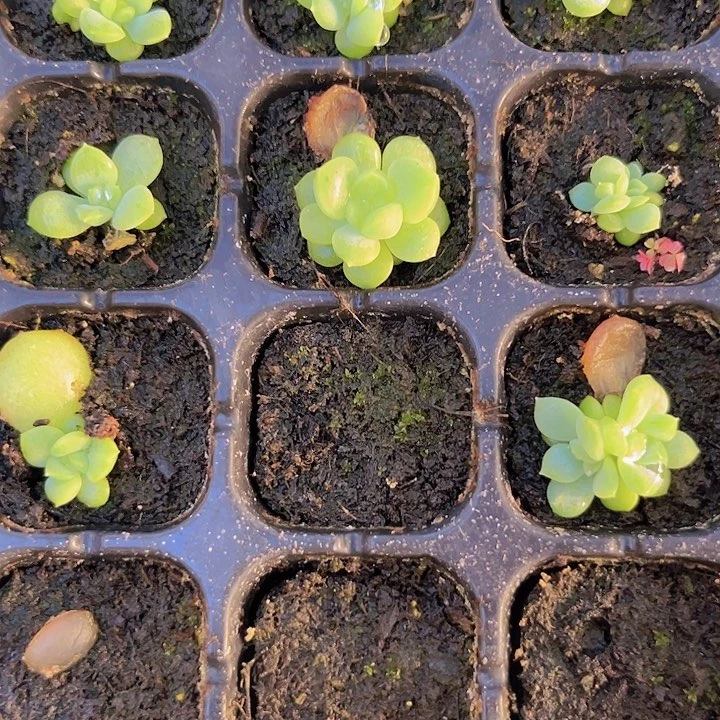 云间  穴盘苗 满20包邮