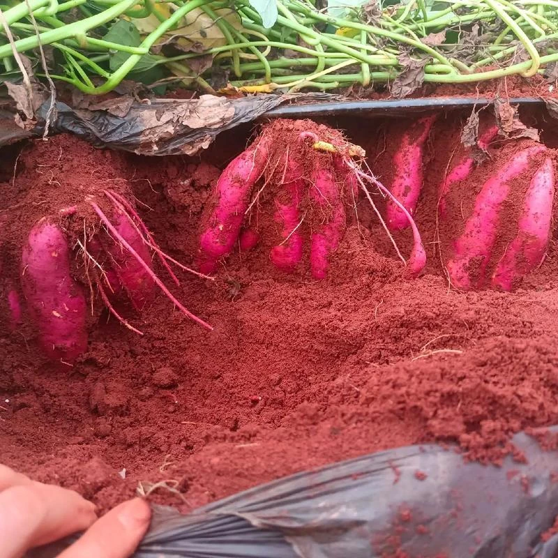 【红薯化控素】地瓜专用有机化控素生物膨大增产增收