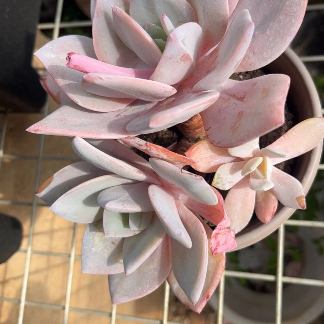 新疆西藏内蒙不发货，奶茶