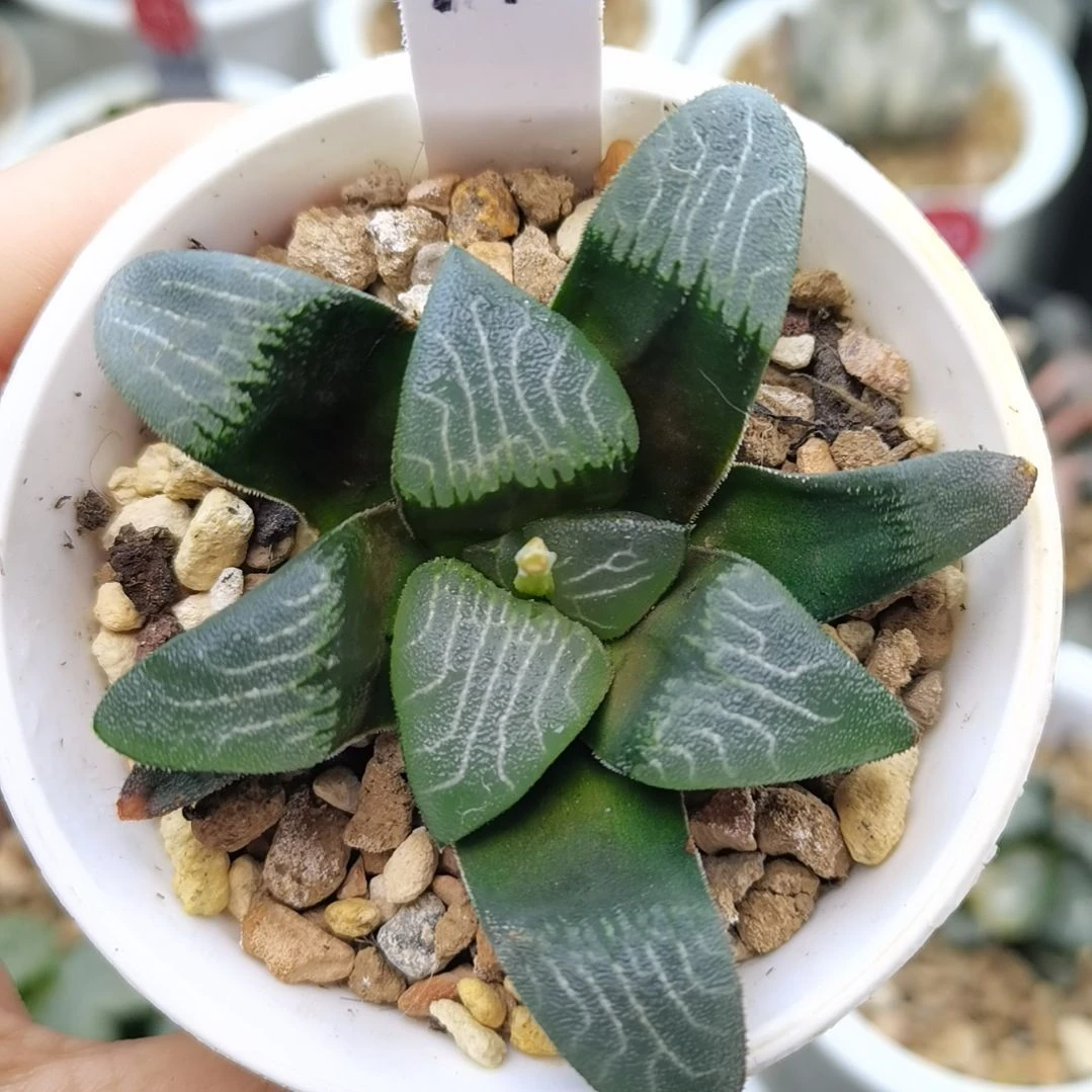 17号粗纹克一物一拍带盆土发货满38包邮