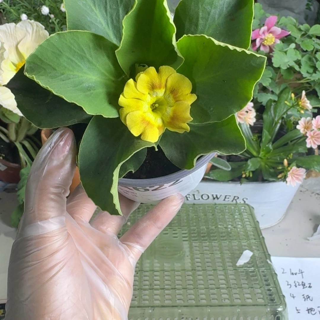 一物一拍  耳叶报春A622