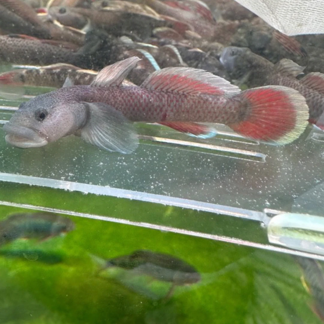 白边戴式虾虎鱼冷水鱼好养