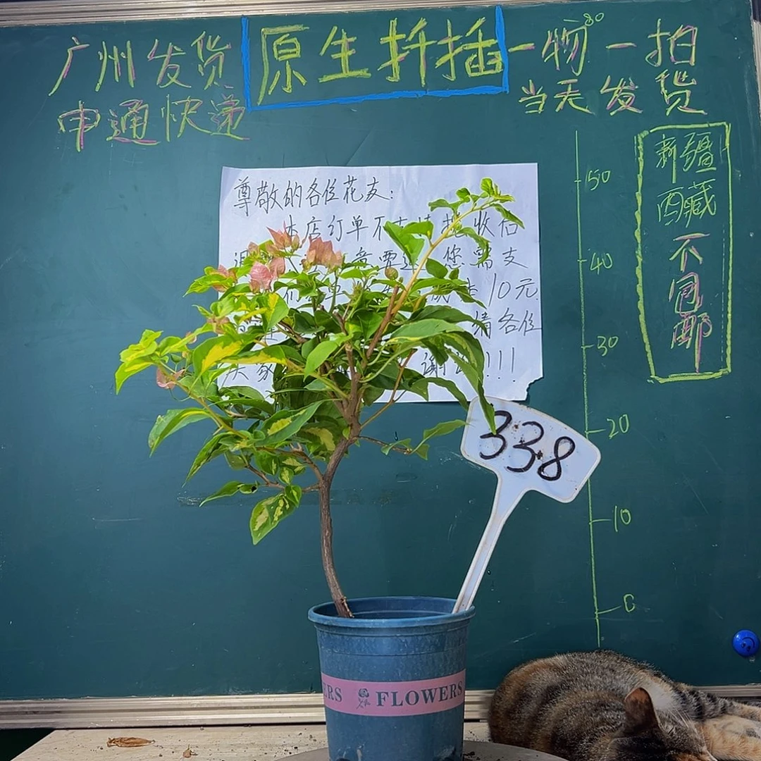 当前无花栽培后可以开花 弯杆 橙白橙粉同株 338