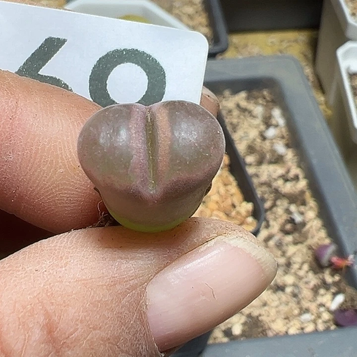 169号风铃多肉植物