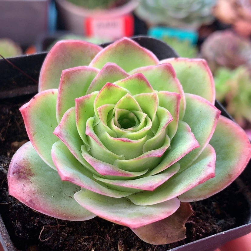 【闪购商品】紫陌尘689