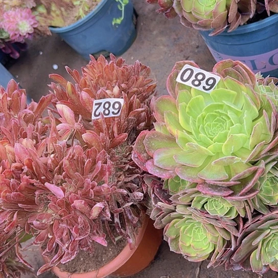 森***鹿多肉植物两个法师