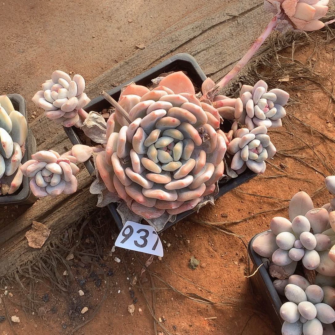 937 一物一拍多肉！