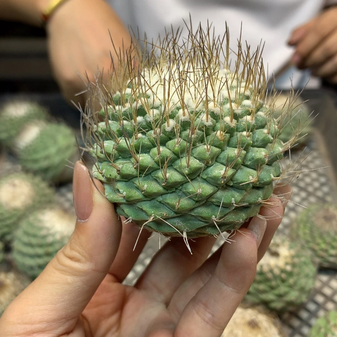 苗接 菊水 整体6公分起发 无根