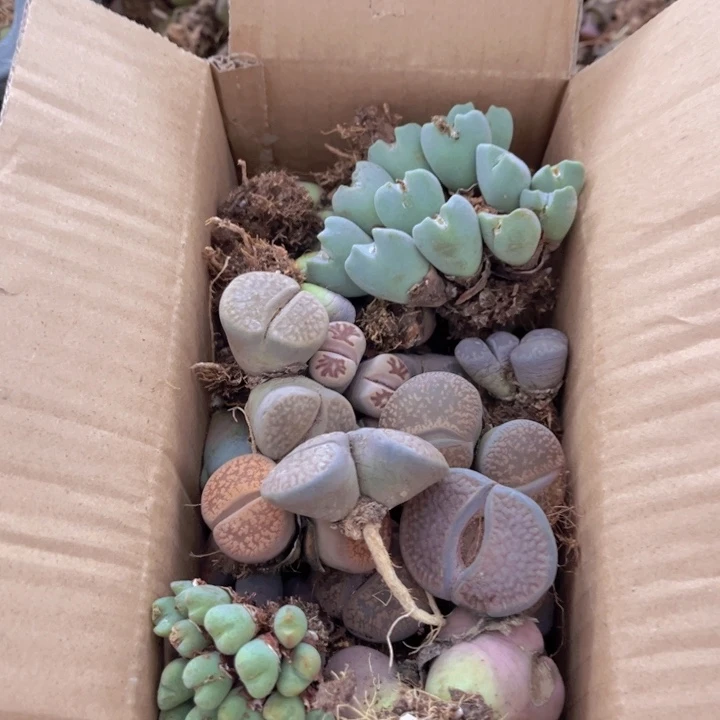 一箱母本88888880000