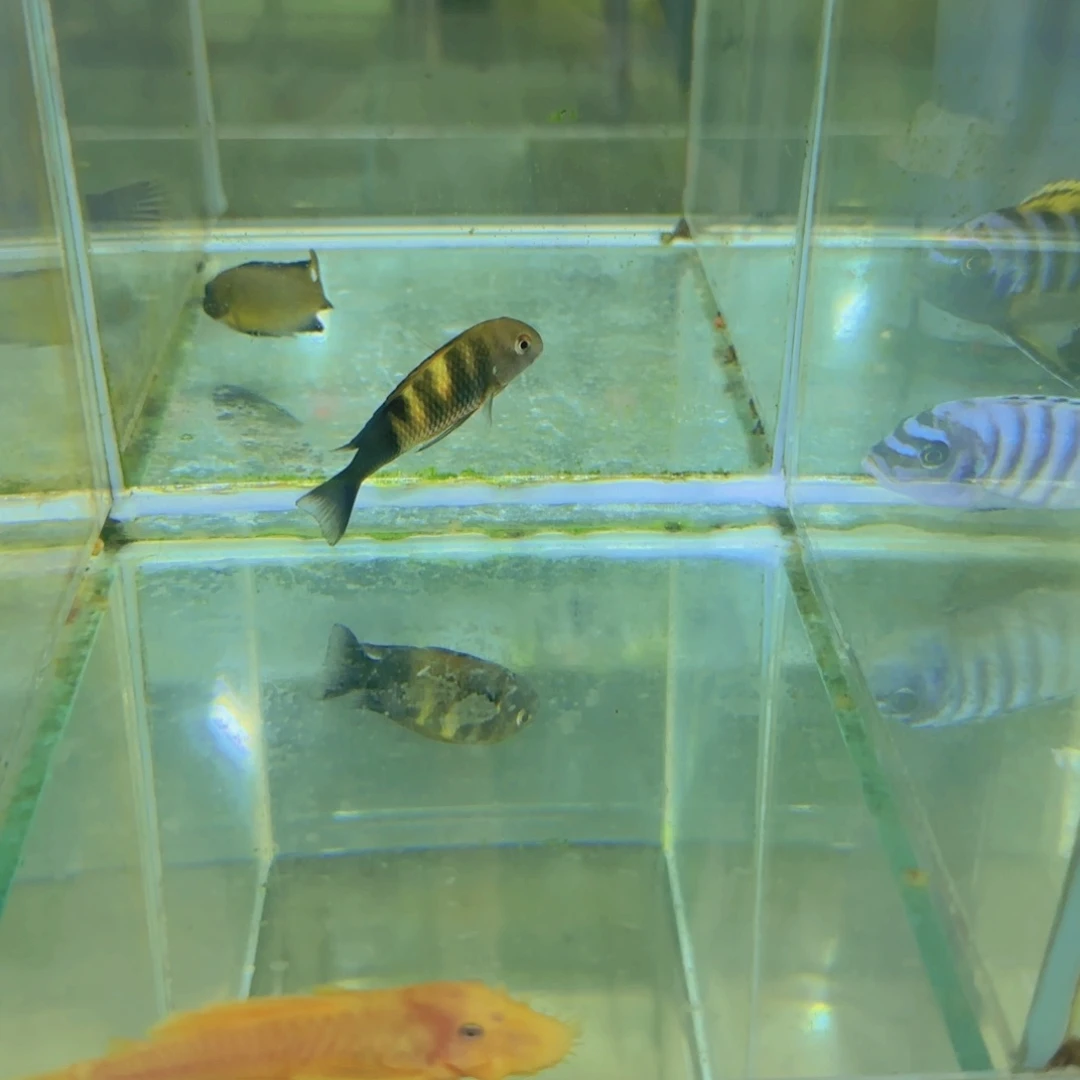 海水374-黄宽，486-hong宽野