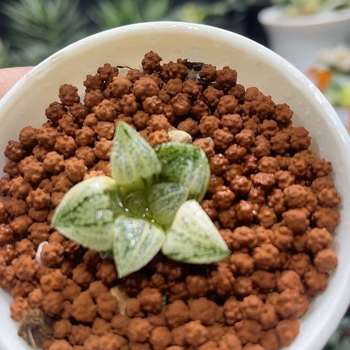 十二卷多肉植物白银锦