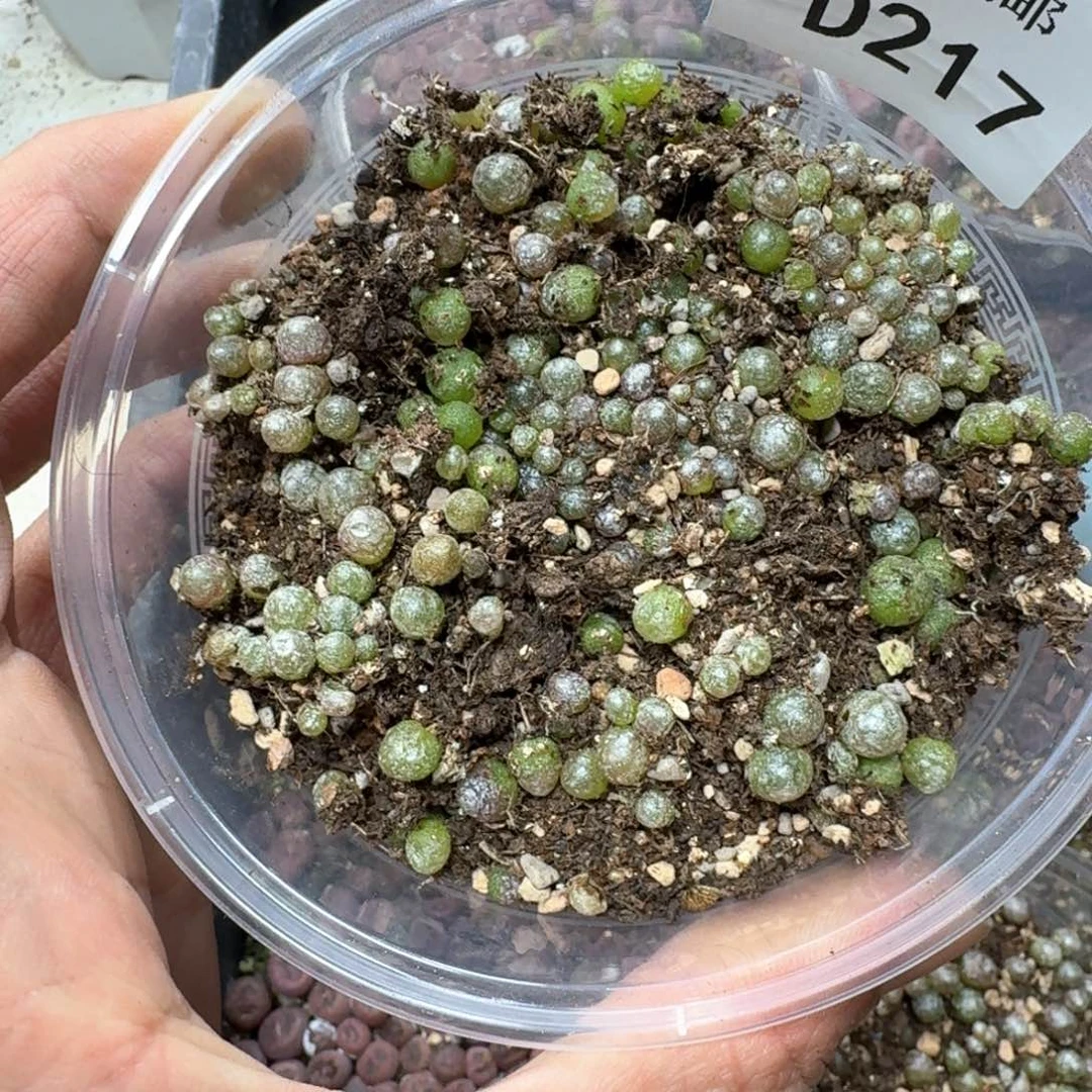 D217。小灯泡一盒。尺寸不大。数量超级多