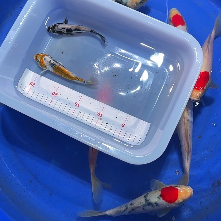 海水锦鲤的尾巴和尾巴