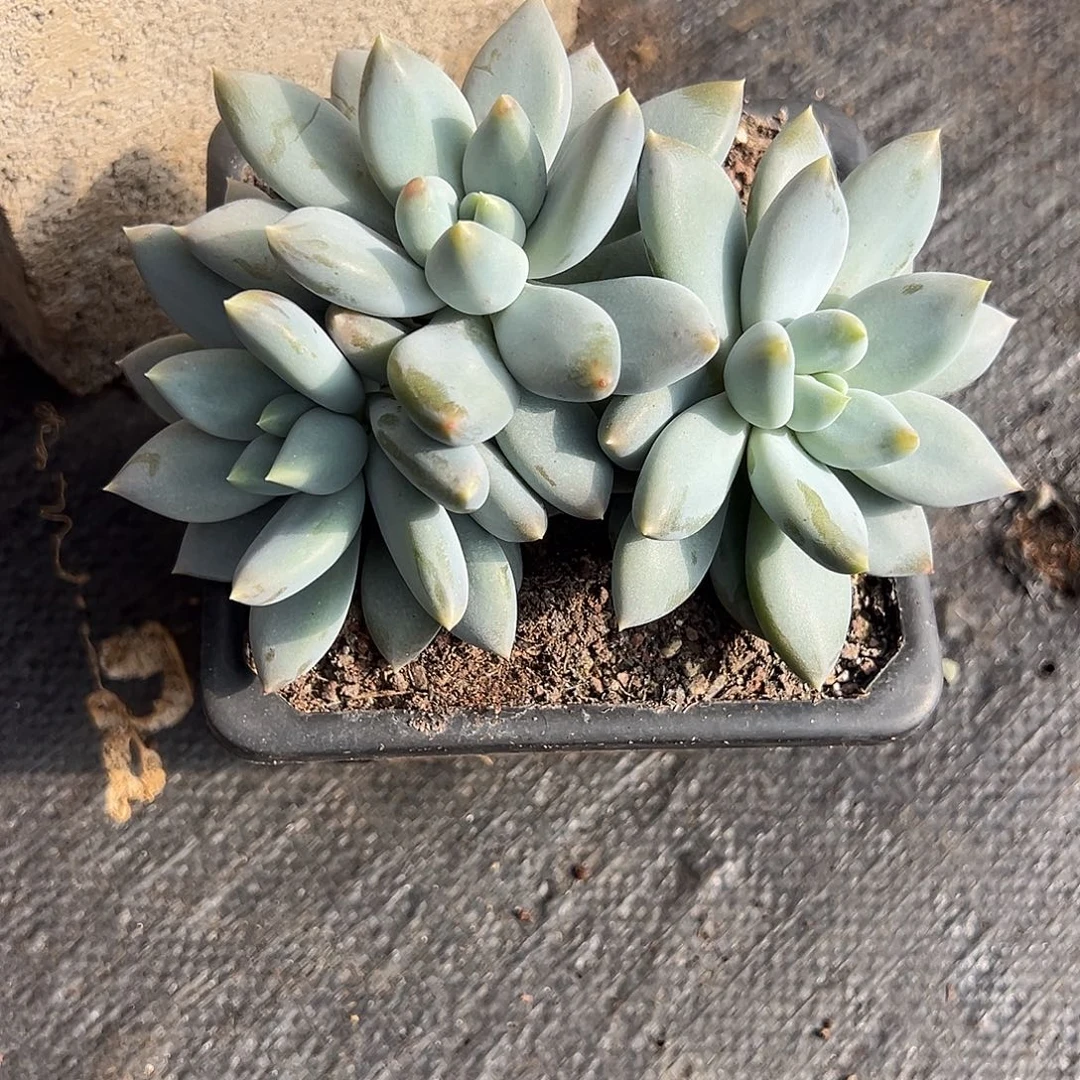 哥特大三多肉植物