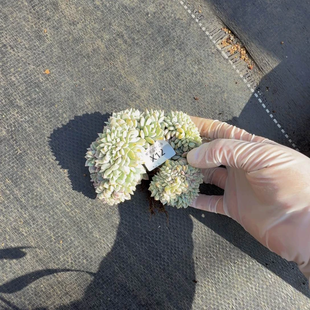 x x x x x x x x x 12