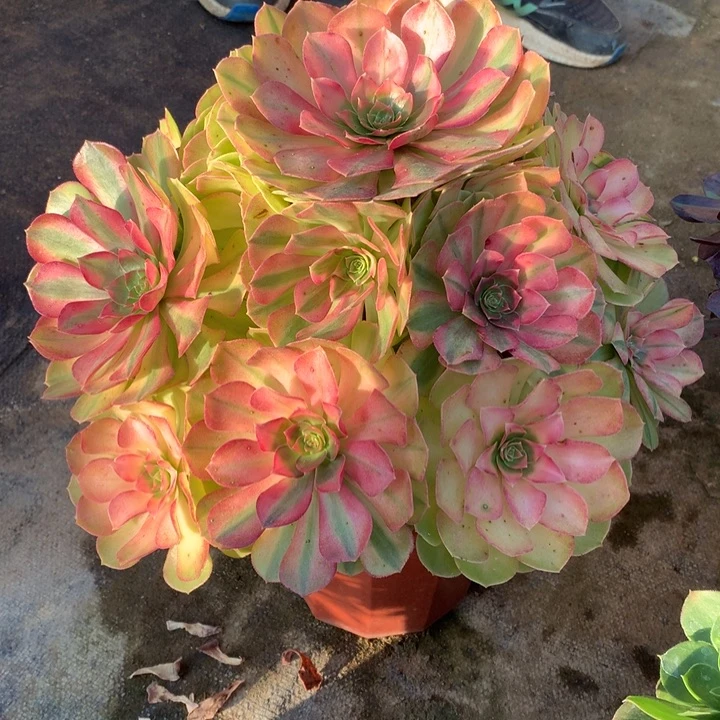 不包损79号雨荷老桩