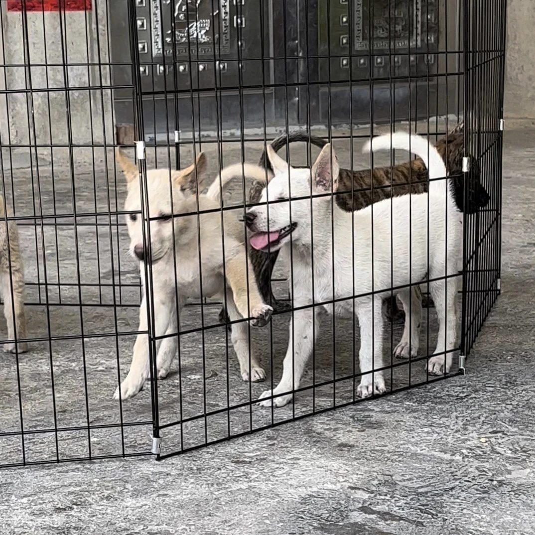 广西土猎中华田园犬活体狗狗猎犬陪伴犬看家护院犬.