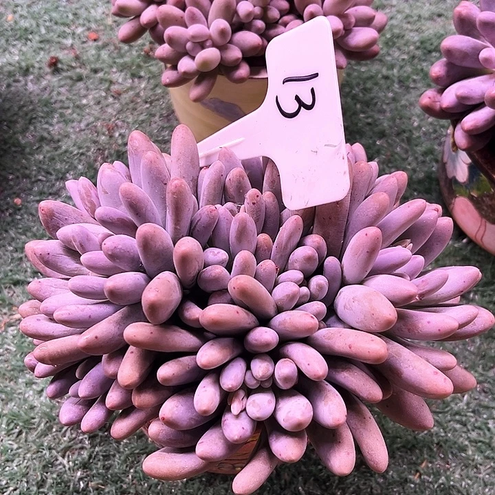 汤圆13号码牌子的话题了