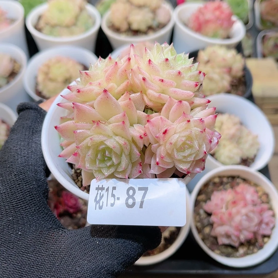 花15-87幻影群生