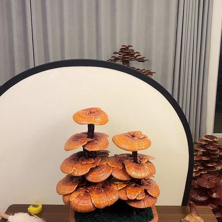 灵芝盆景888888888