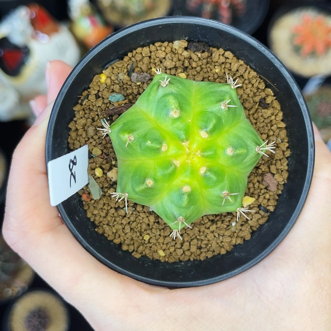 时***步丑萌轮回 一物一拍脱土