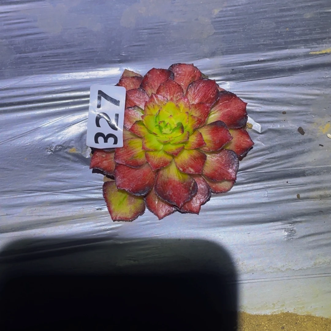 龙鳞多肉植物多肉327
