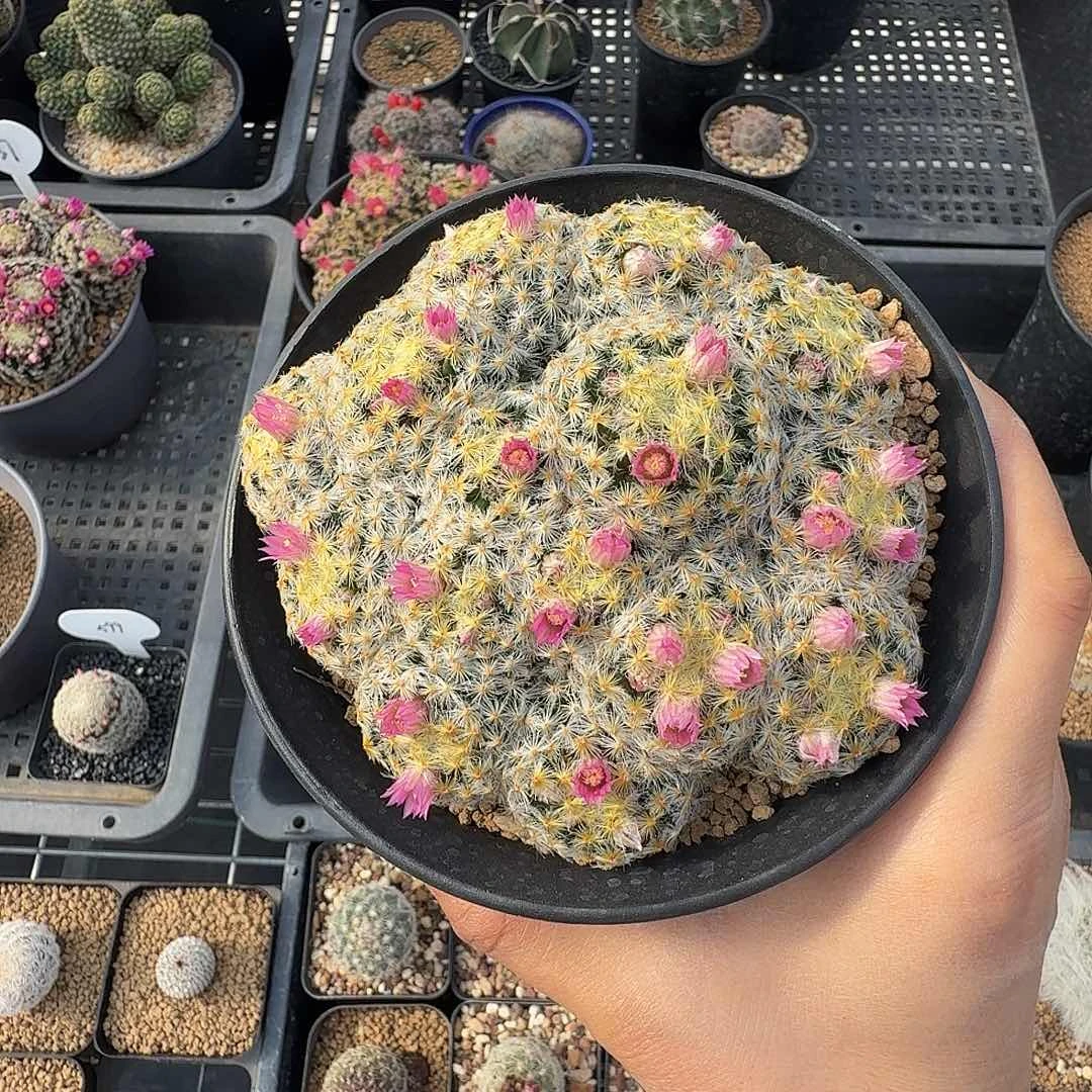 实生明星脱土发货