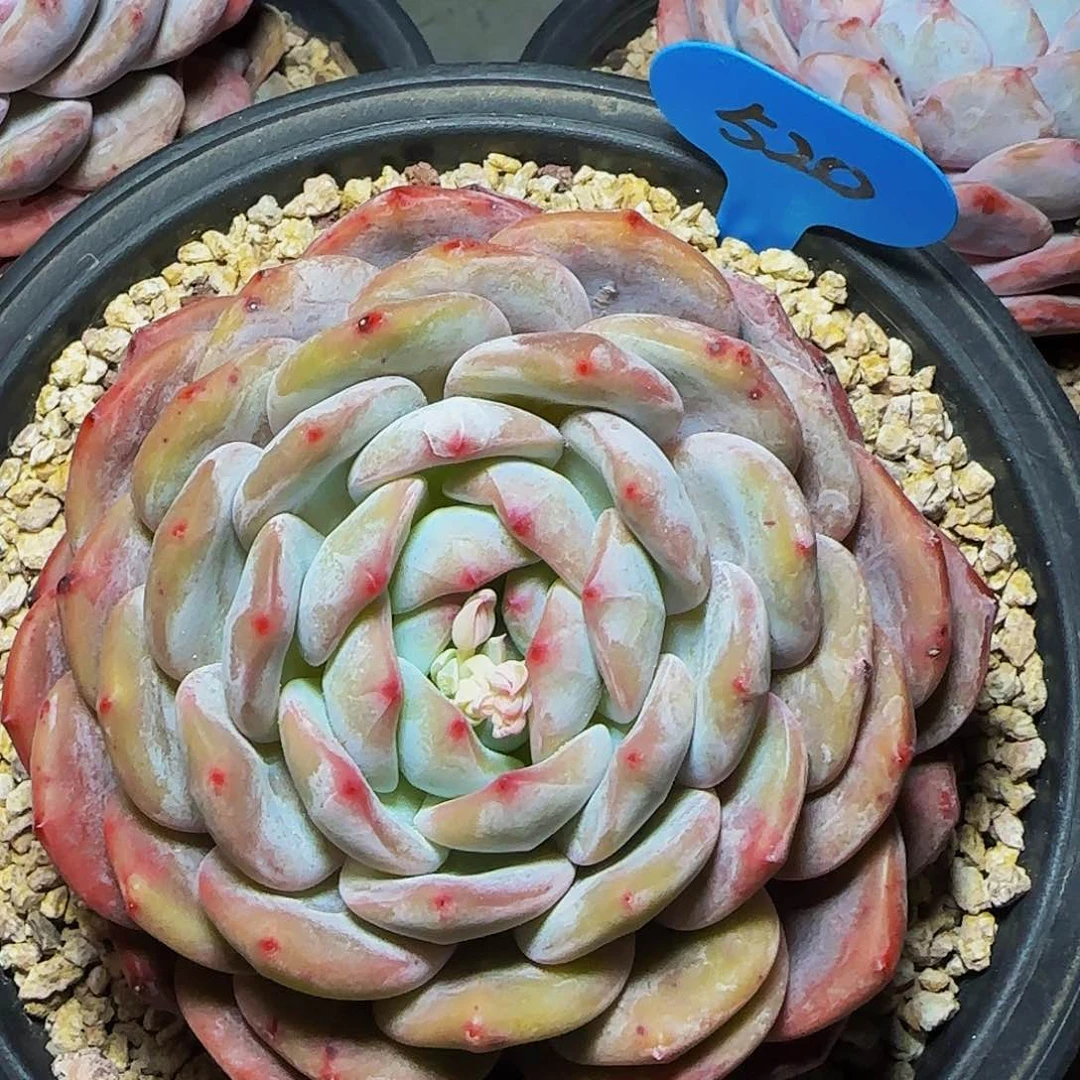 大单头橙梦露520号一物一拍