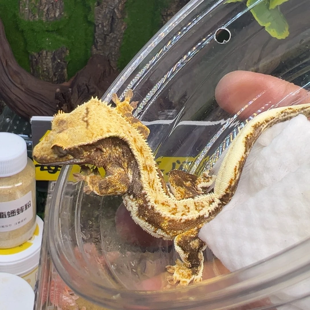 睫角守宫橙纹三色莉莉