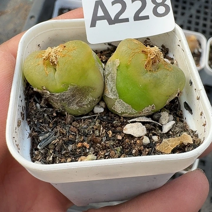 228多肉植物多肉植物