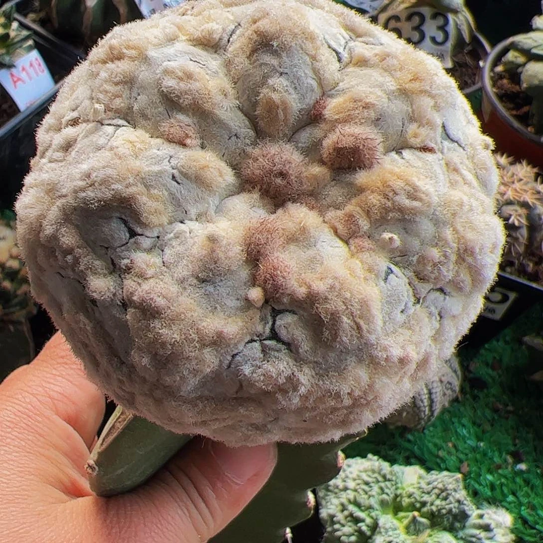 平绒龟甲兜仙人球125