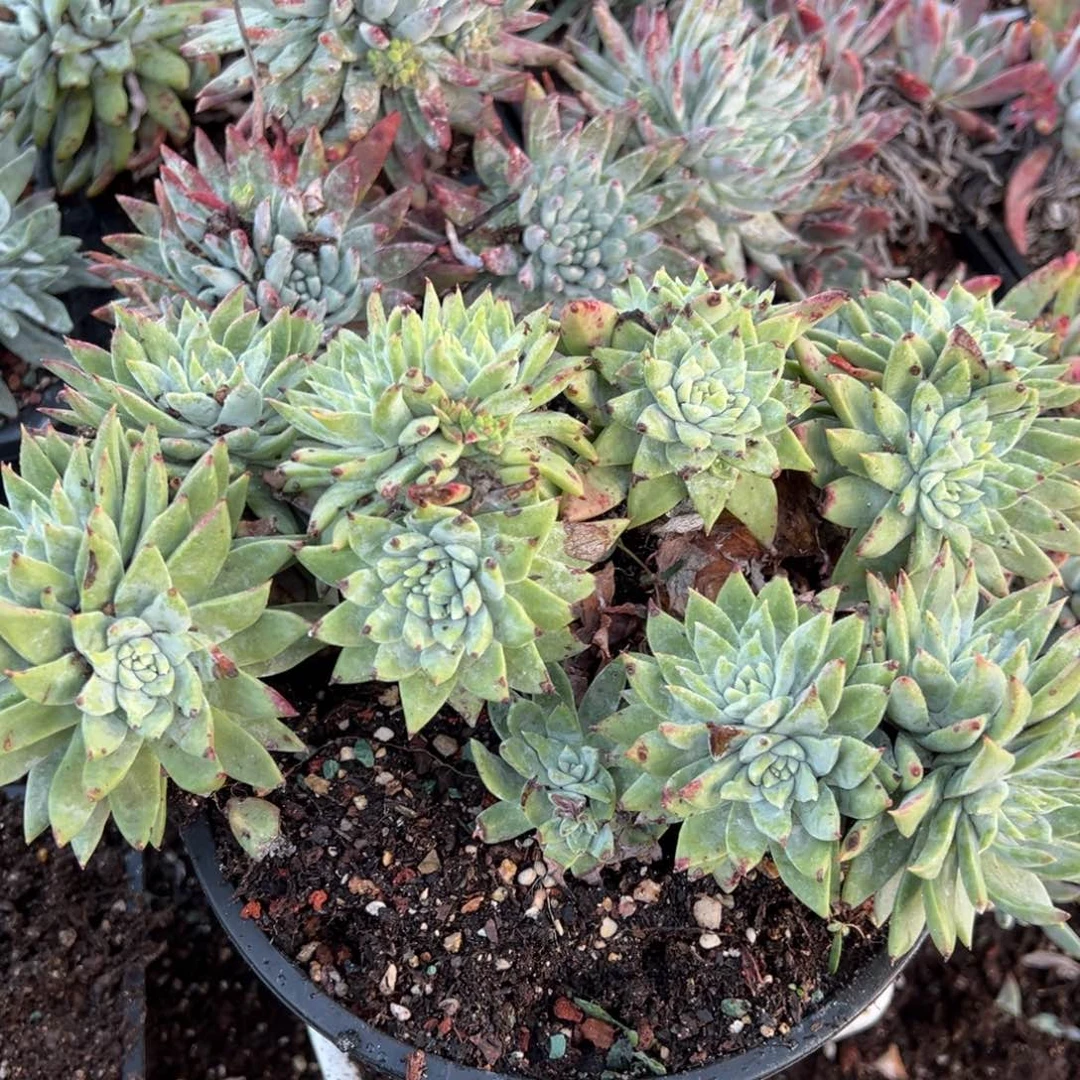 2237白雪多肉哈哈哈哈哈