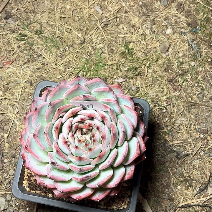 周****炜877/////////////