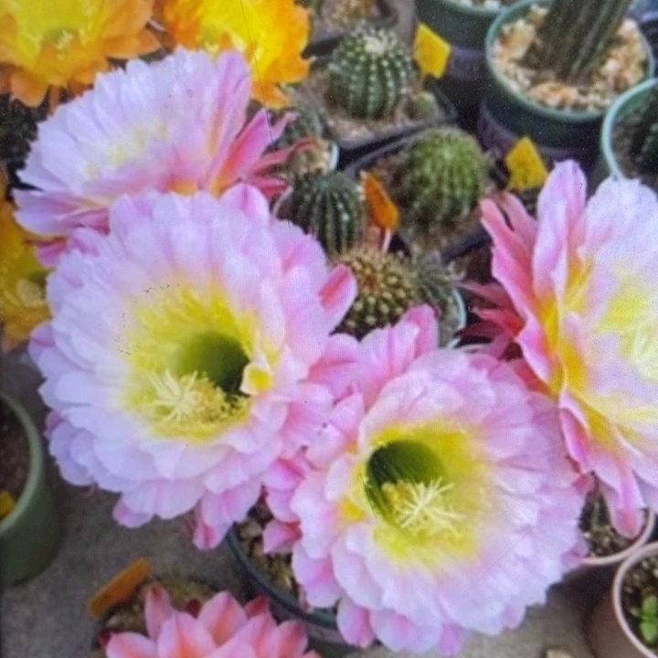 毛花柱倾城侧芽10厘米高